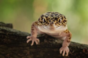 Leopard Gecko Mouth