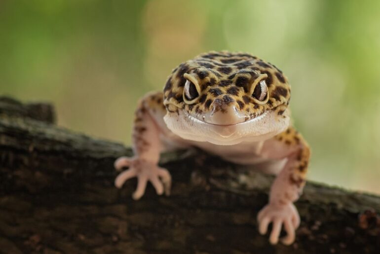 Leopard Gecko Mouth