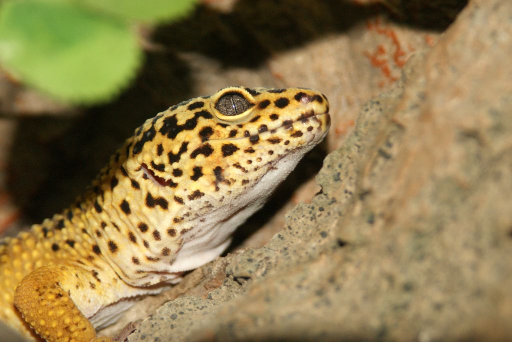 Leopard Gecko resting on rough surface