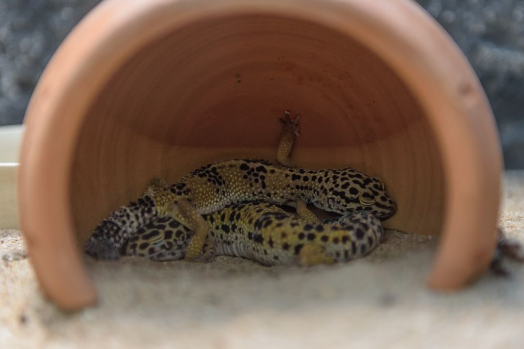 sleeping leopard gecko