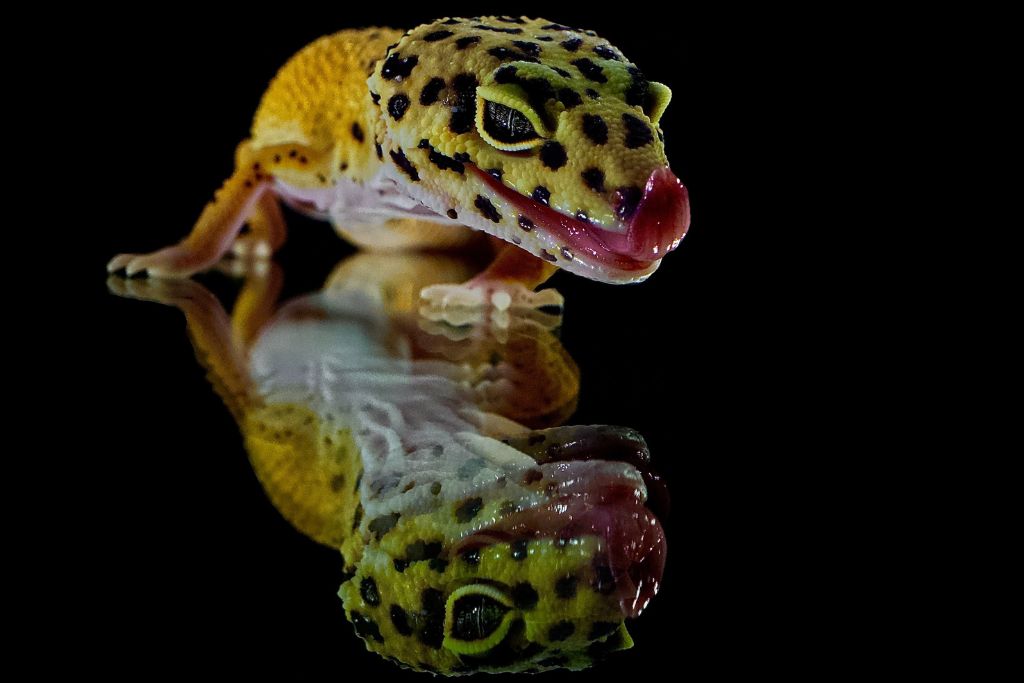 Leopard Gecko on dark mirrored platform