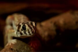 Leopard Gecko on dark enclosure