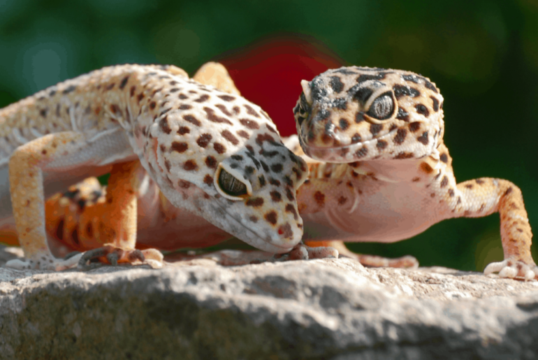 Couple Leopard Gecko on top of a rock