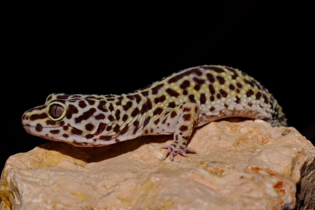 leopard gecko crawling on top of a rock