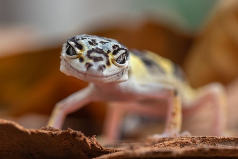 tiny leopard gecko on dried leaves