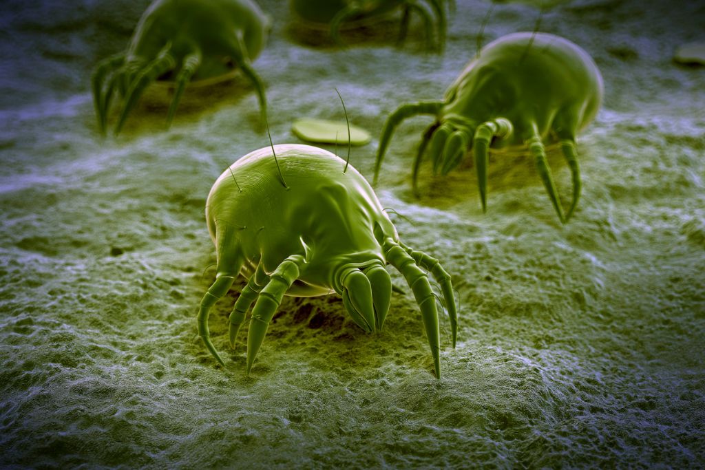 microscopic view of mites