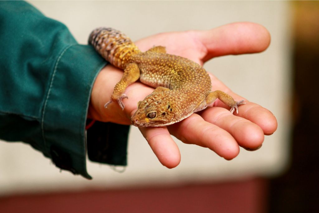 a hand holding a leopard gecko
