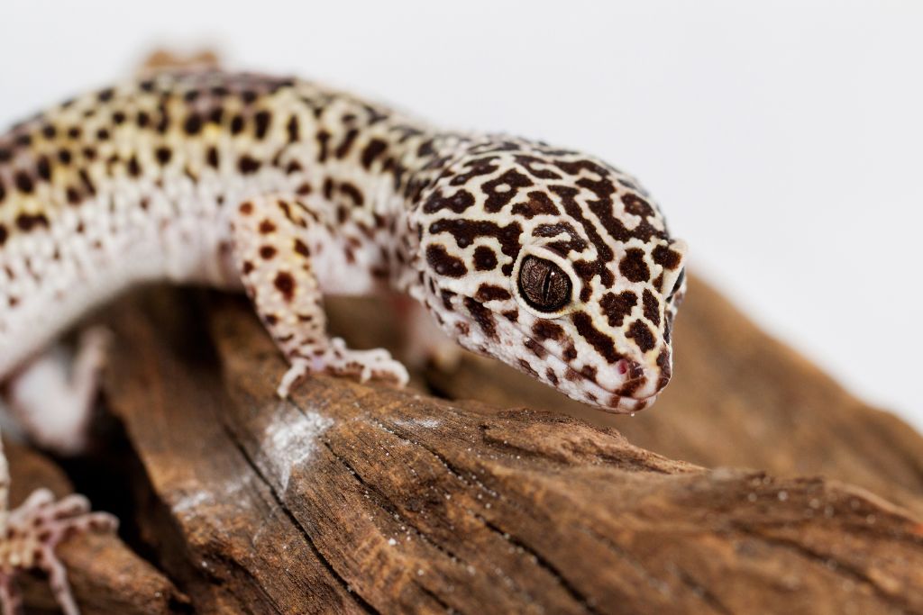 leopard gecko on dried wood
