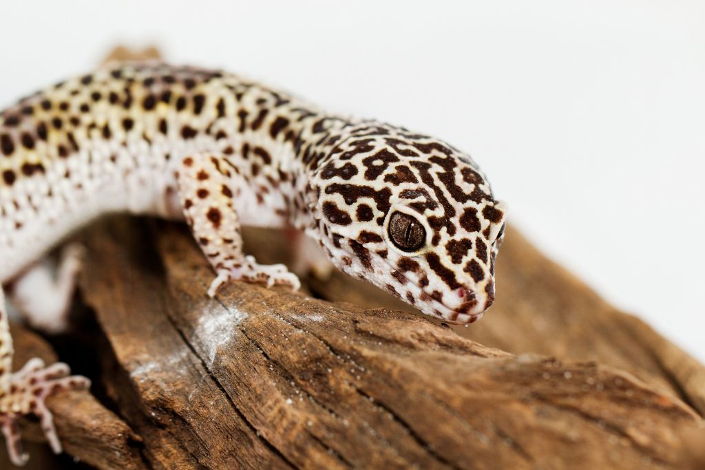 juvenile leopard gecko on dried wood