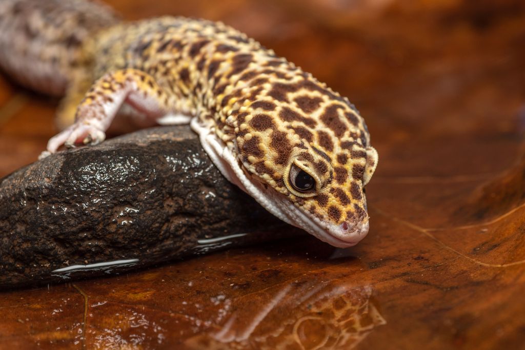 leopard gecko attempt to drink on water