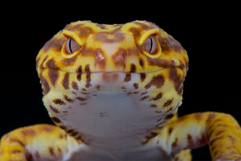 close up look of adult leopard gecko