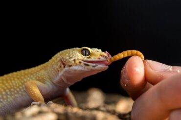 a hand feeding a gecko super worm