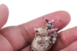 Leopard Gecko Egg a human palm