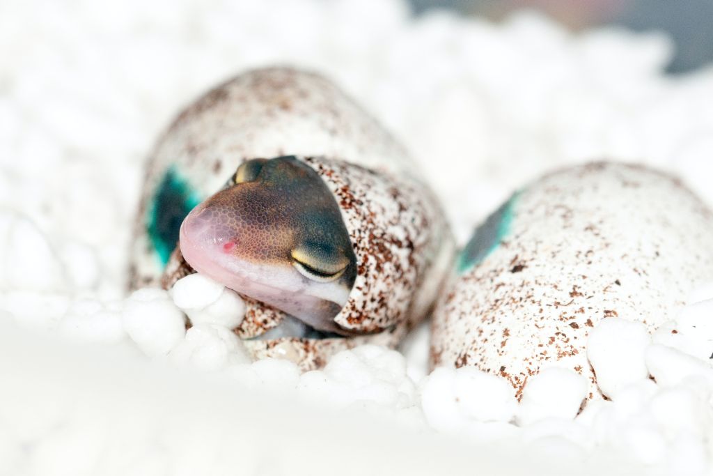 hatched leopard gecko egg
