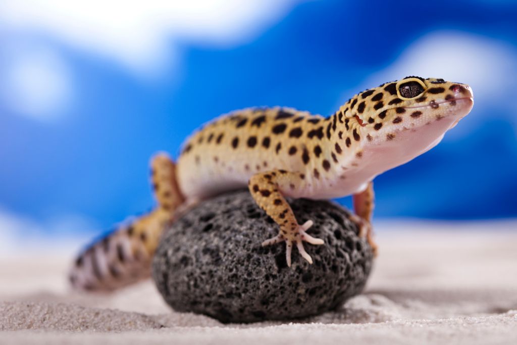 Leopard Gecko on sandy surface