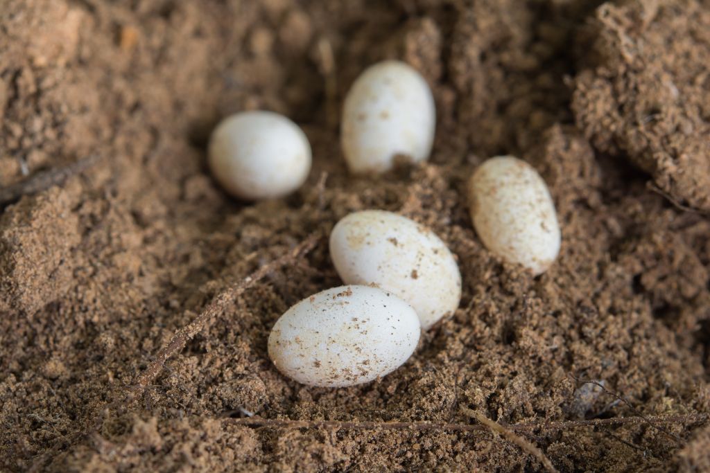 leopard gecko eggs