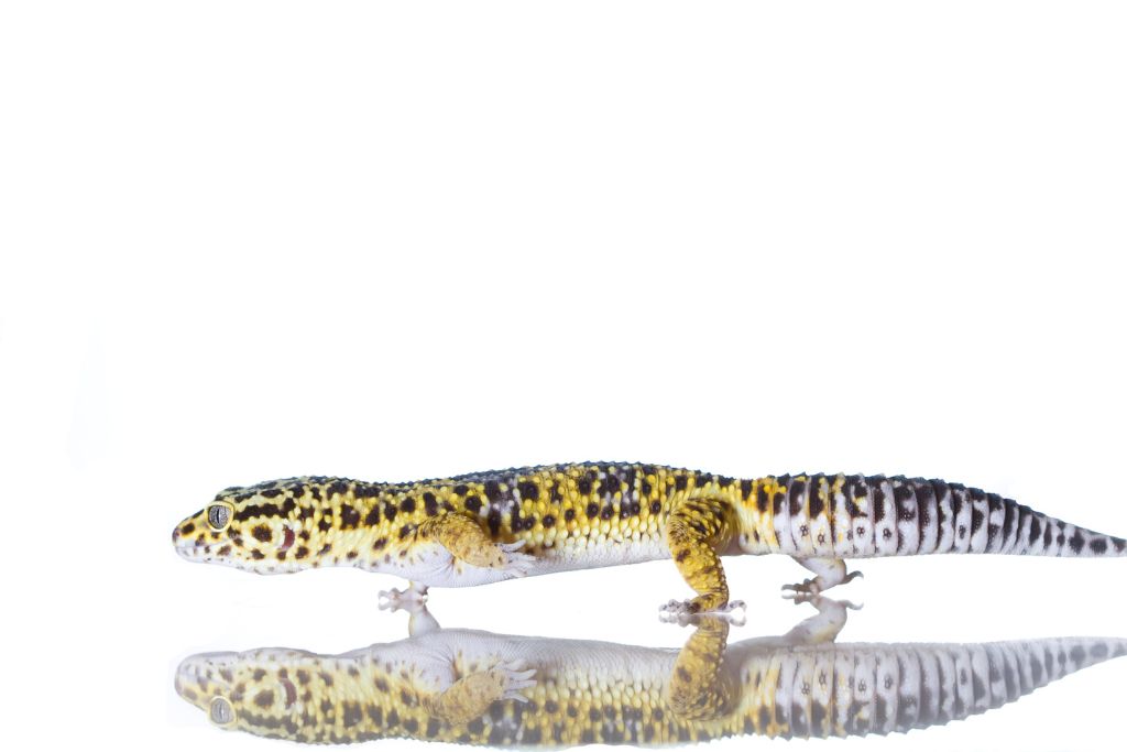 leopard gecko on white background