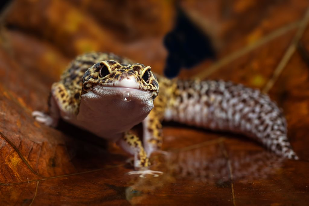 leopard gecko eye cap