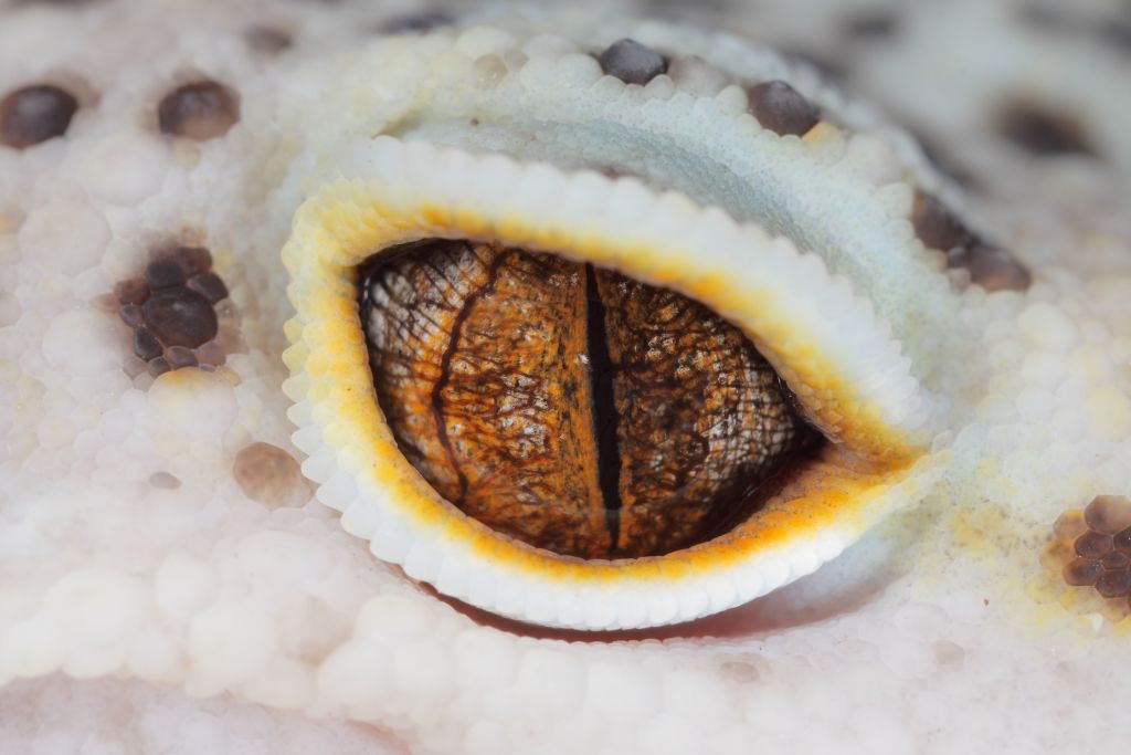 close up look on leopard gecko eye