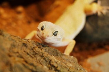 leopard gecko in a wooden branch