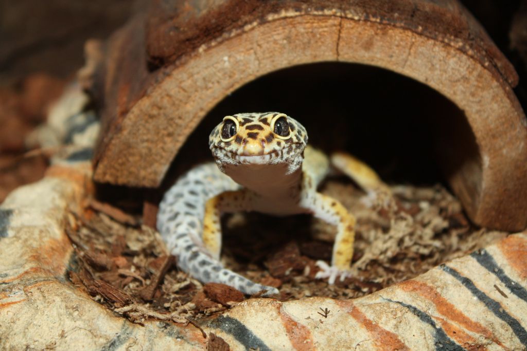 leopard gecko coming out from its mini cave made out of wood