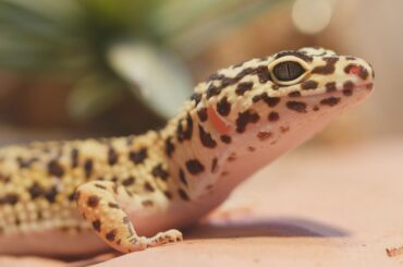 leopard gecko