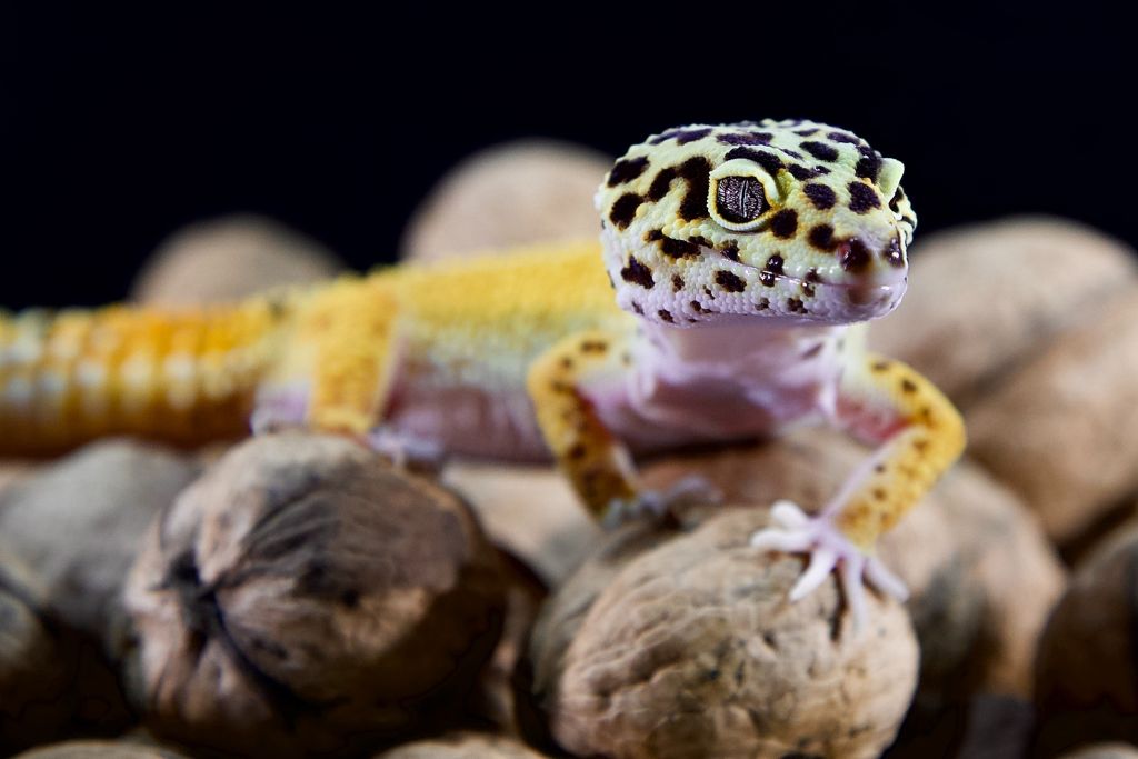 leopard gecko crawling on dried nuts
