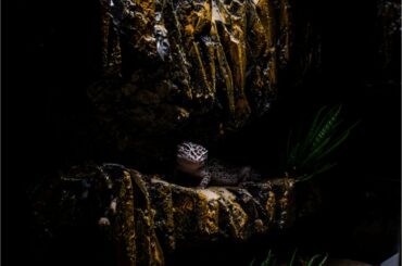 leopard gecko in darkness terrarium