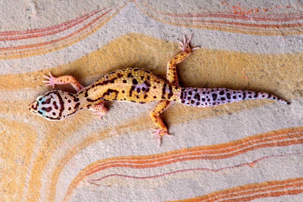leopard gecko sploots on sandy platform