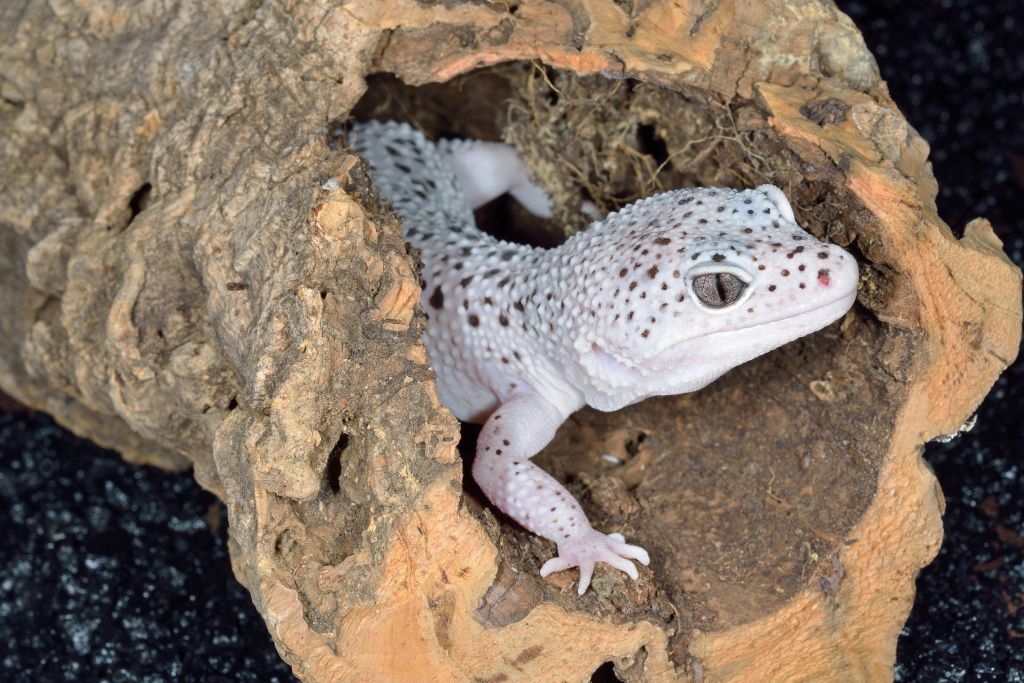 albino leopard gecko on its hideout