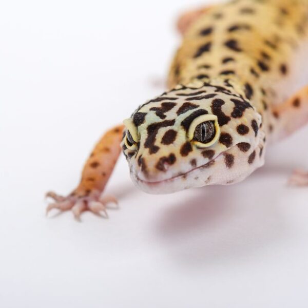 Hearing Abilities in Leopard Geckos: Do They Have Ears?