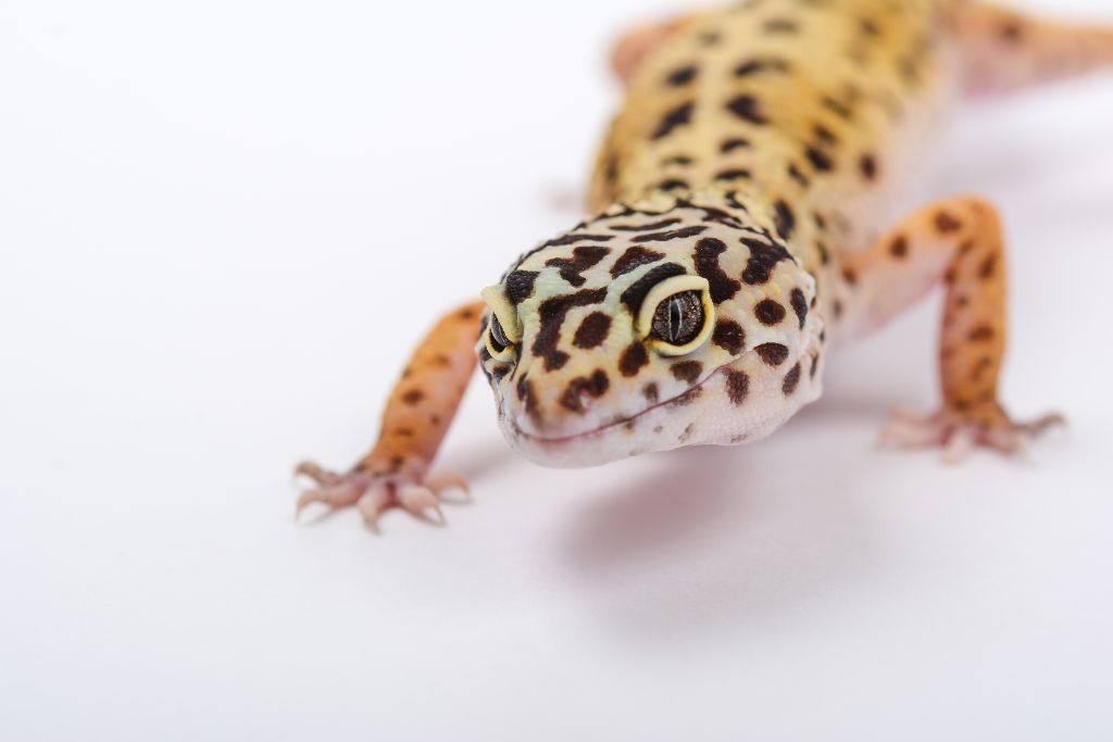 Leopard Gecko crawling on white platform