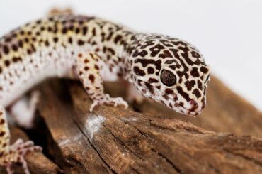 leopard gecko on dry wood with white background