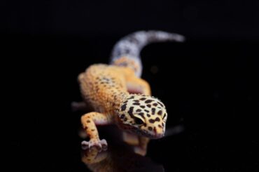 leopard gecko