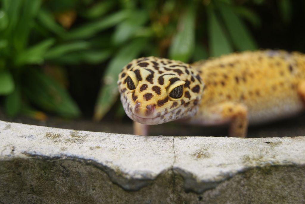 leopard gecko gecko beside a concrete structure with exotic plant as background