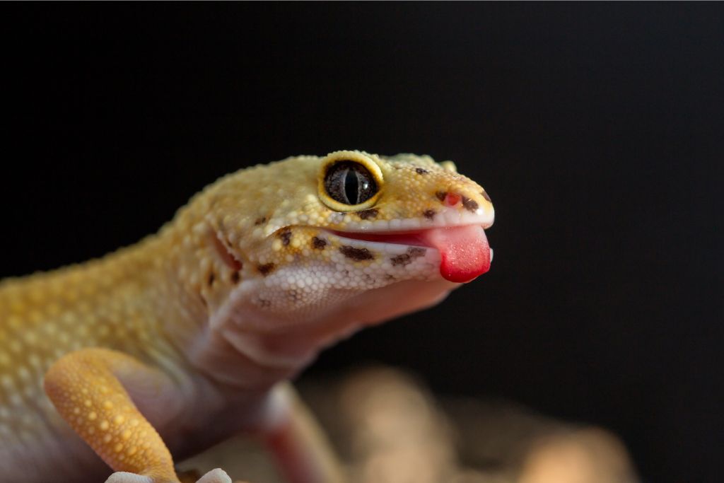 leopard gecko showing its tongue