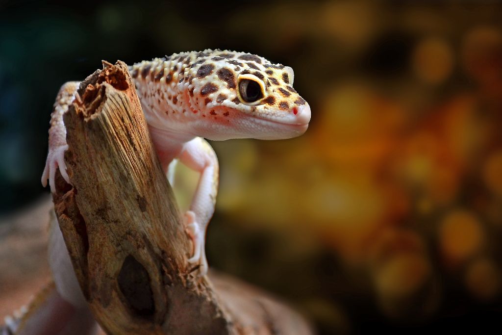 leopard gecko clinging on a drift wood