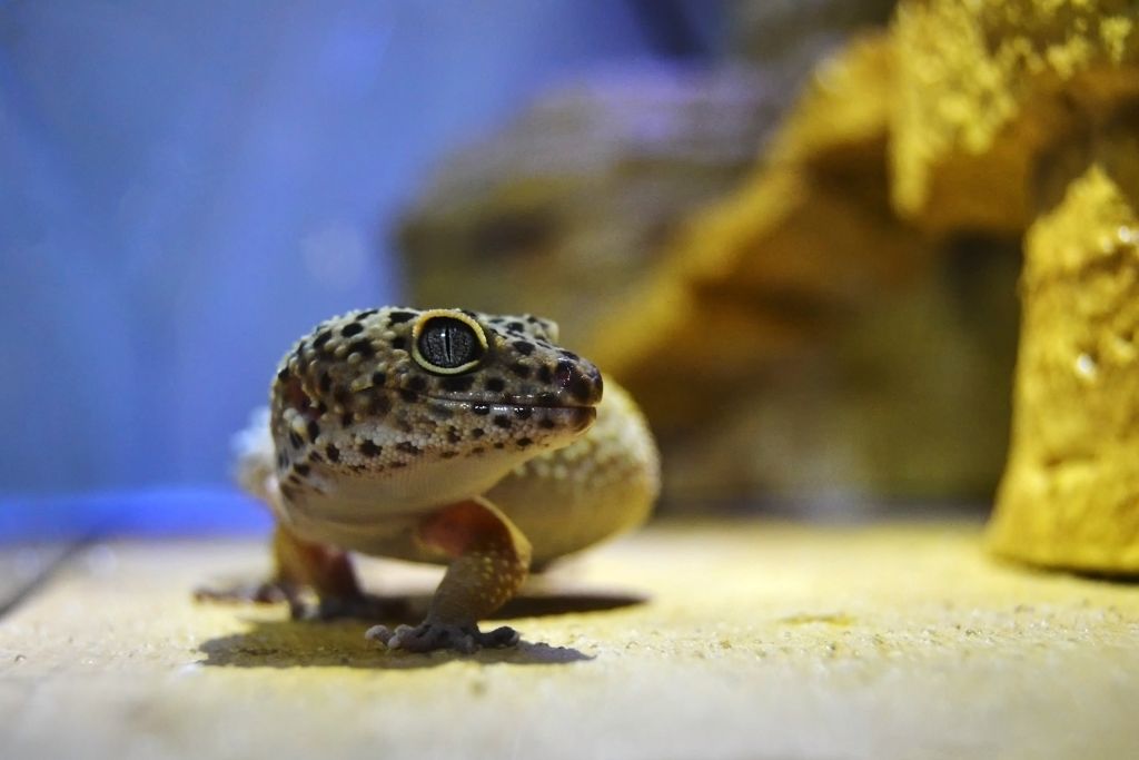 leopard gecko sandy surface