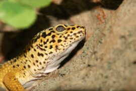 leopard gecko