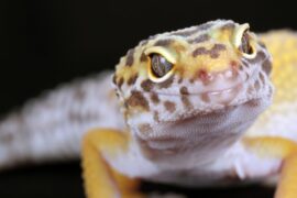 leopard gecko eye cap