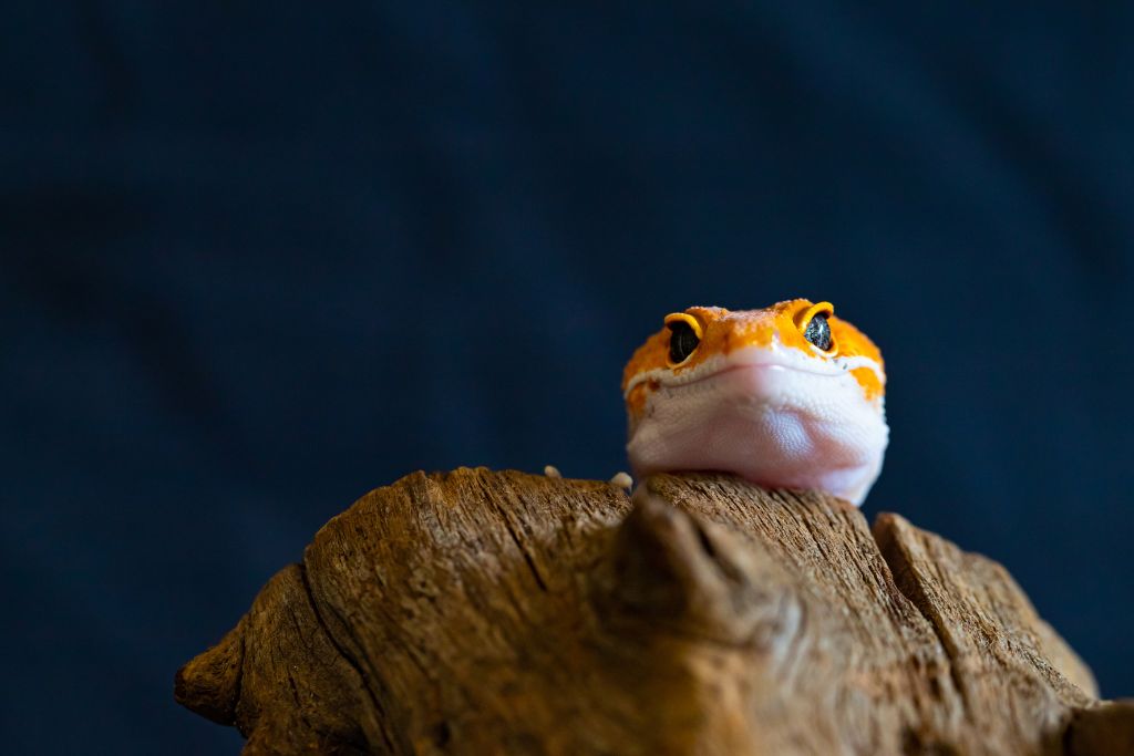 leopard gecko peeking