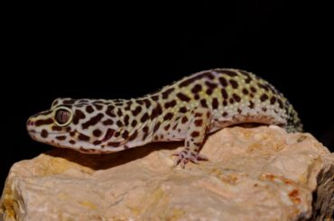 leopard gecko on rock