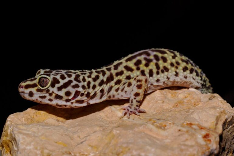 leopard gecko on rock