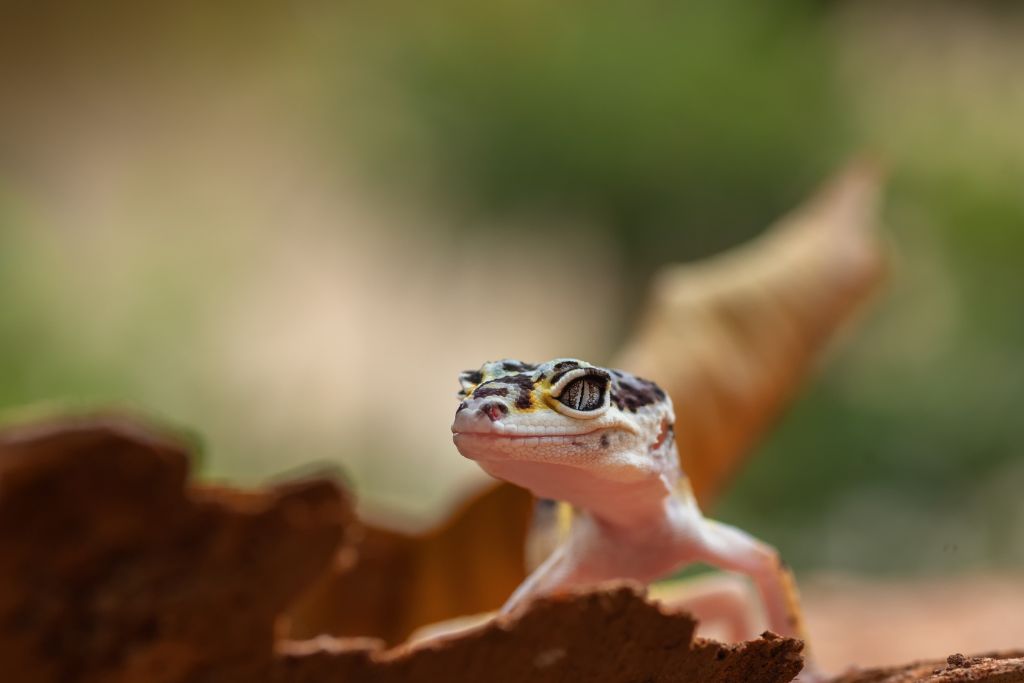 skinny juvenile leopard gecko on blurry background