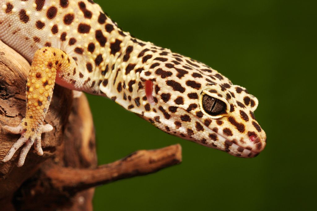 leopard gecko on twig with greenish blurry background