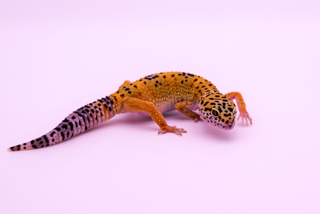 leopard gecko on pink platform