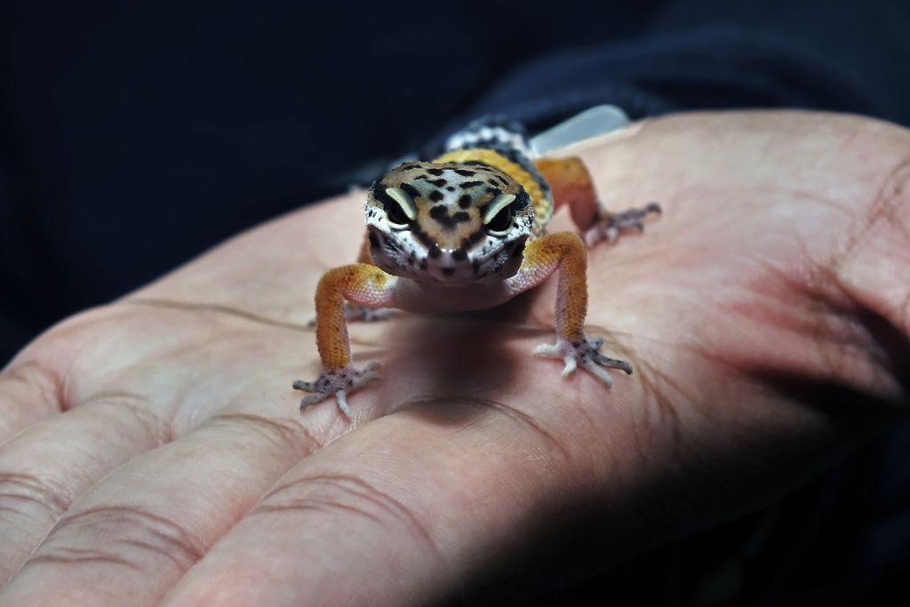 Leopard gecko on top of a human hand