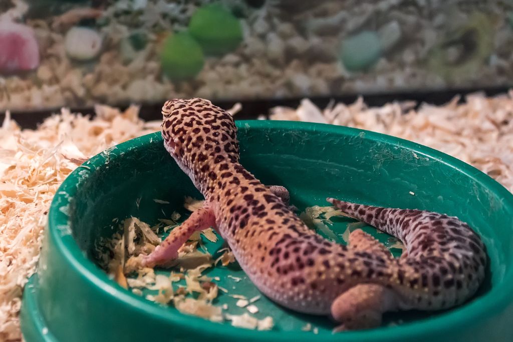 Leopard Gecko in shallow plastic container 