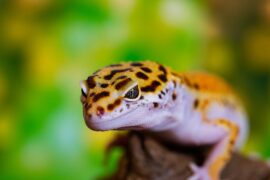 leopard gecko