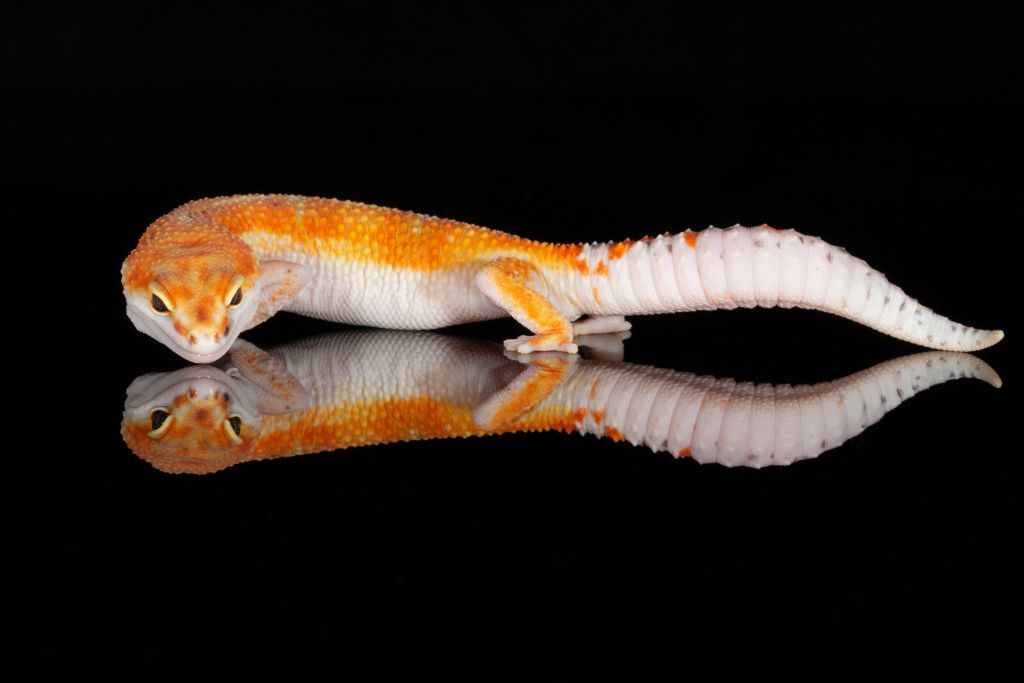 leopard gecko on mirrored table